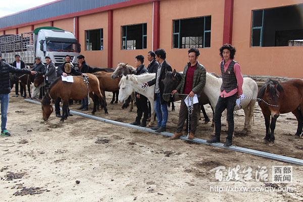 男子骑行千里追回妻子，勇气之旅启程！