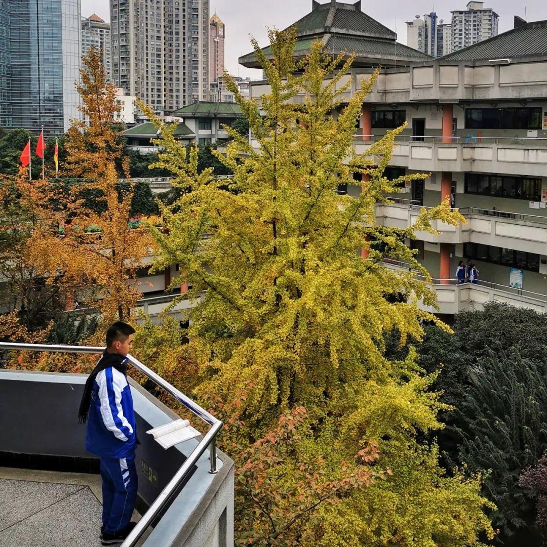 揭秘成都市区银杏绿意盎然之谜，十一月中的绿意探寻之旅