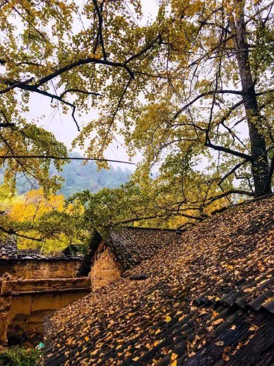 广西漠川乡银杏季，金黄海洋中的诗意画卷