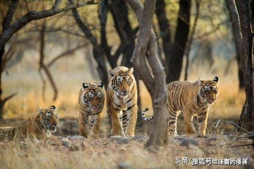 左手重生，东北虎咬伤村民后的奇迹康复之旅