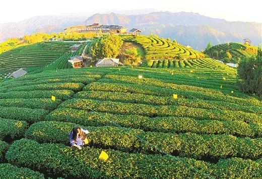 广西侗乡，茶旅融合吸引游客纷至沓来