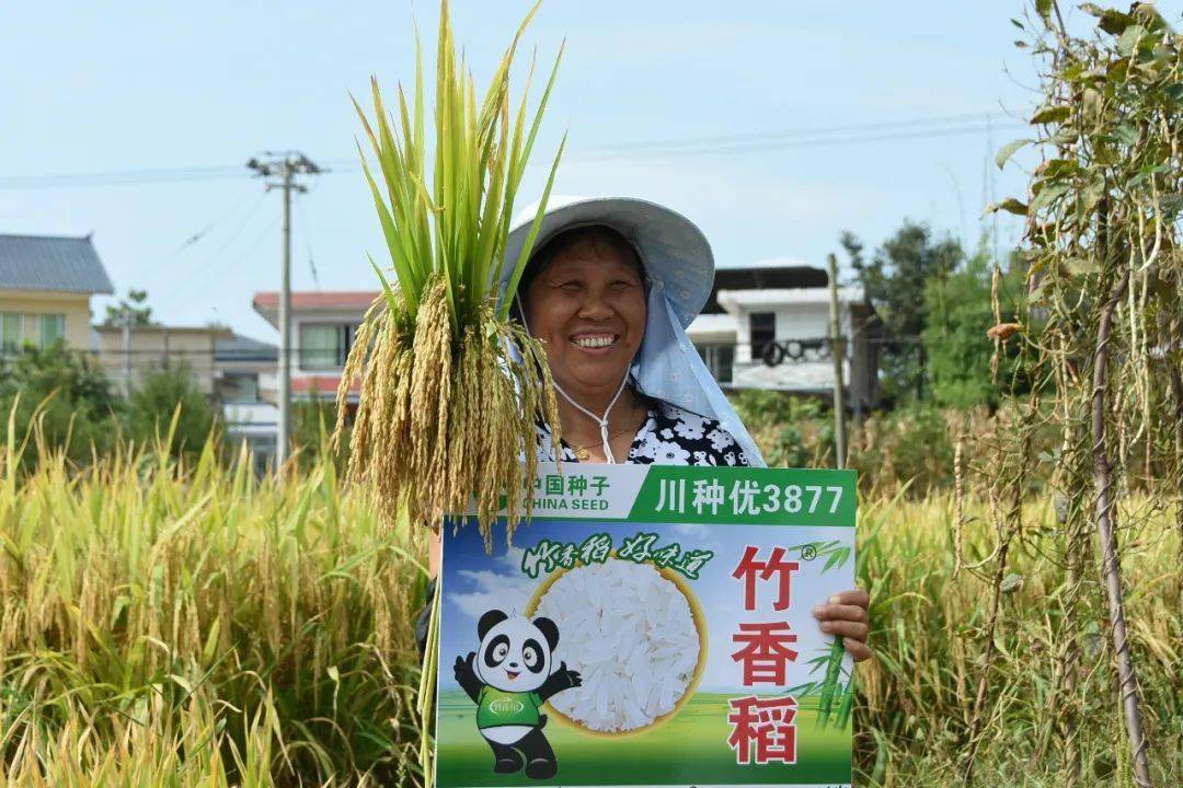 余庆县稻谷丰收，喜悦与展望共融未来