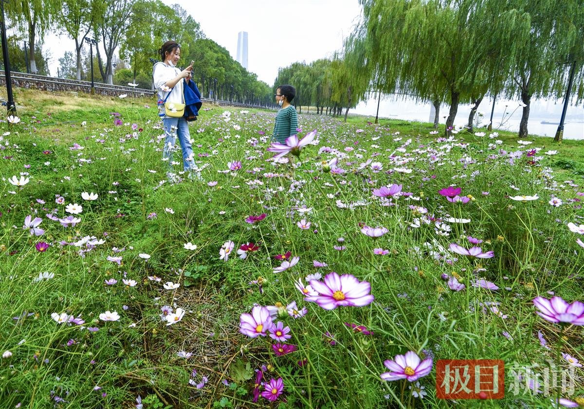 合肥滨湖塘西河公园波斯菊盛开，视觉盛宴绚烂多彩