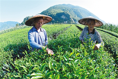 岑巩县百合丰收，地生金闪耀丰收季