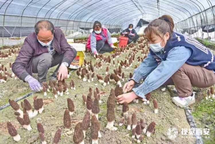 新蒲新区，食用菌产业助力农民增收致富