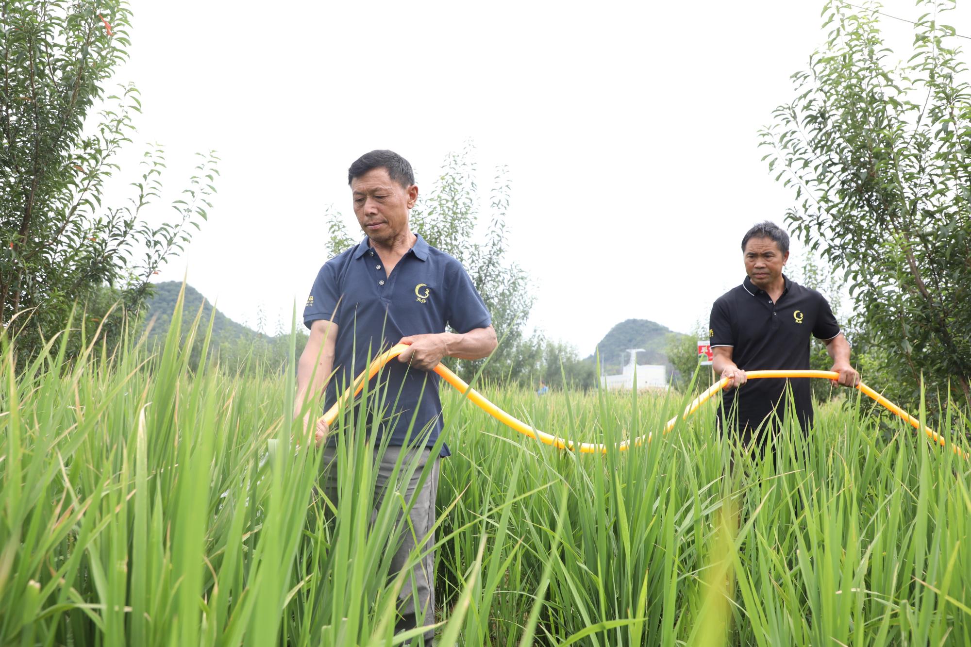 西秀区新场乡试点旱稻种植，探索产粮新路