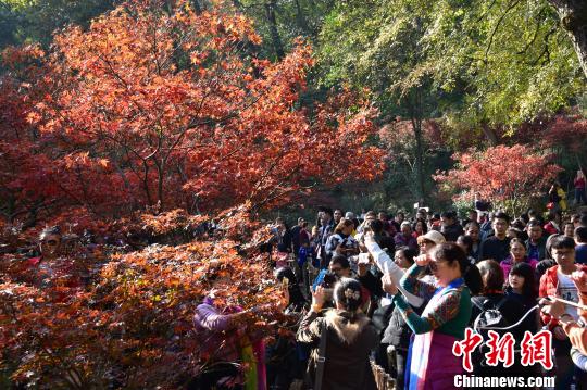 国内多地赏枫季启幕，旅游热潮重燃