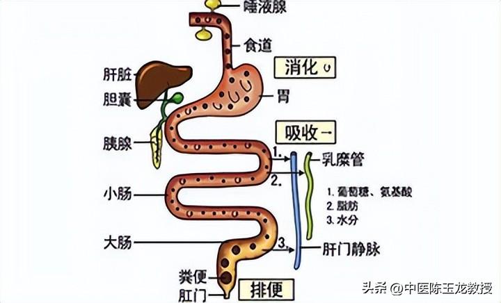 中医调理食欲与饮食习惯，探寻健康饮食之道