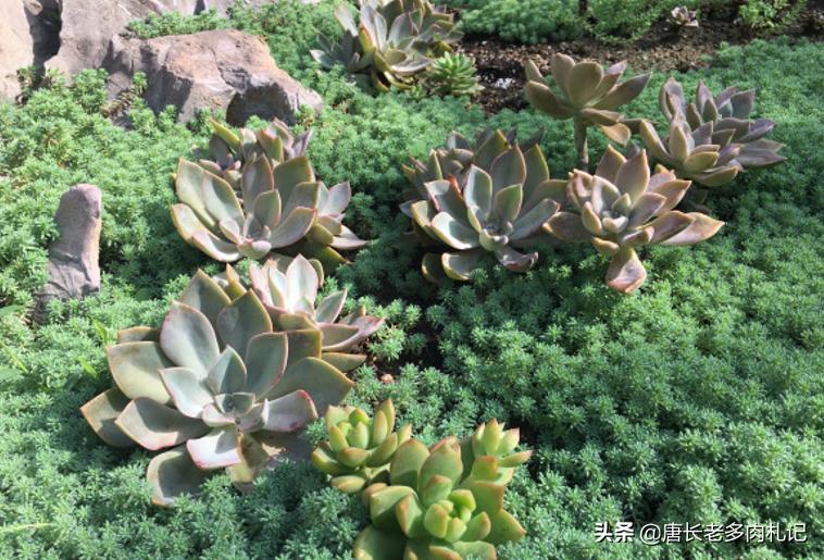 家庭绿植种植，净化空气，美化生活